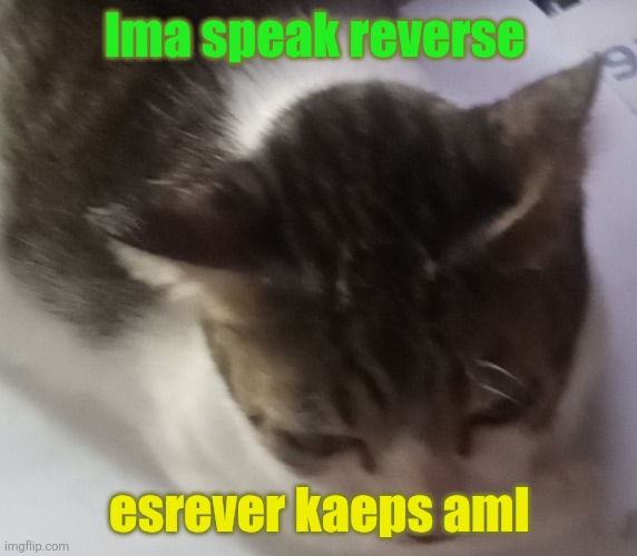 Ming mong | Ima speak reverse; esrever kaeps amI | image tagged in ming mong | made w/ Imgflip meme maker