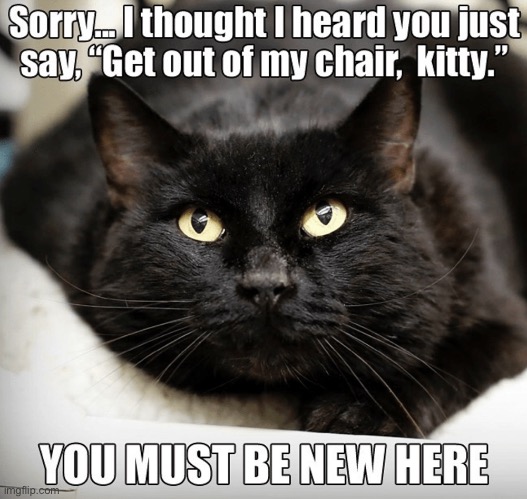 You Must Be New Here | image tagged in cats,funny cat memes,newsies,get out,are you kidding me,attitude | made w/ Imgflip meme maker