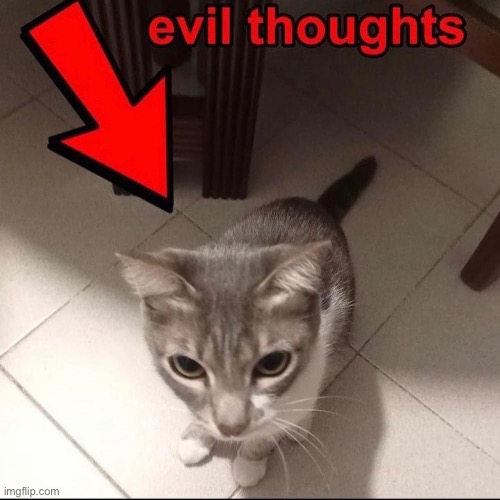 Evil | image tagged in cats,funny cats,evil,evil cat,be afraid,be careful | made w/ Imgflip meme maker