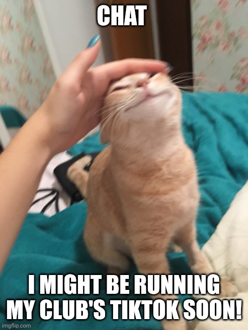 If it happens none of you are ever finding it, I trust none of yall | CHAT; I MIGHT BE RUNNING MY CLUB'S TIKTOK SOON! | image tagged in cat pat | made w/ Imgflip meme maker
