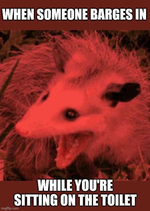 Screaming Possum | WHEN SOMEONE BARGES IN; WHILE YOU'RE SITTING ON THE TOILET | image tagged in screaming possum,toilet,barge in,sitting | made w/ Imgflip meme maker