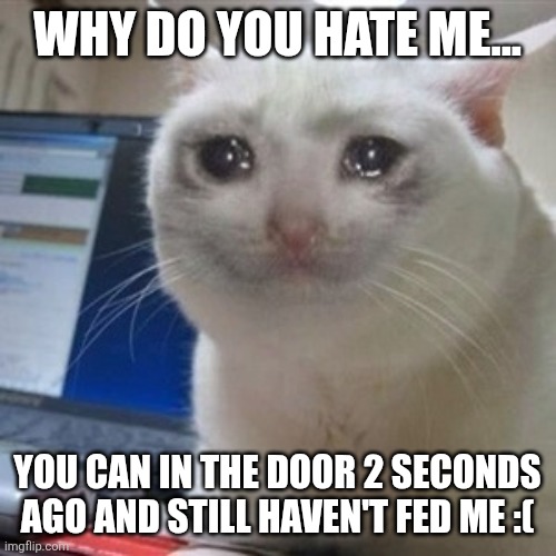 Spoilt cat | WHY DO YOU HATE ME... YOU CAN IN THE DOOR 2 SECONDS AGO AND STILL HAVEN'T FED ME :( | image tagged in crying cat | made w/ Imgflip meme maker