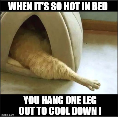 Body Temperature Regulation ! | WHEN IT'S SO HOT IN BED; YOU HANG ONE LEG
OUT TO COOL DOWN ! | image tagged in cats,temperature,cool down | made w/ Imgflip meme maker