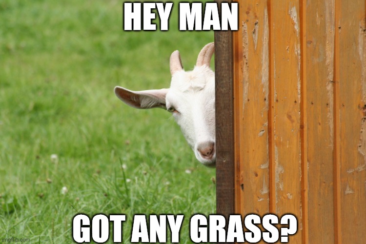 Hey Man Got Any Grass? | HEY MAN; GOT ANY GRASS? | image tagged in chrisjoines1 | made w/ Imgflip meme maker