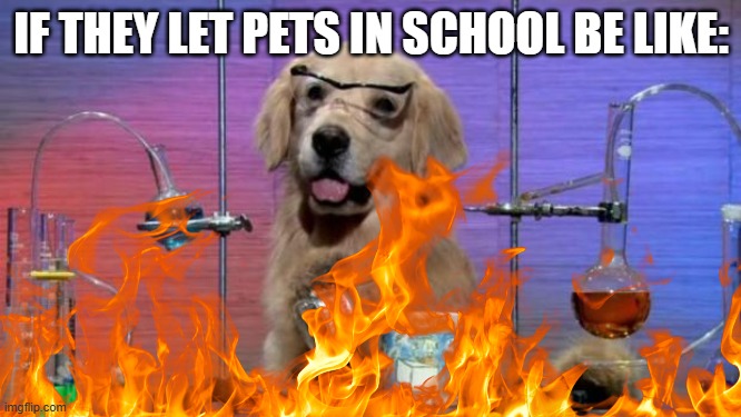 weird dogs | IF THEY LET PETS IN SCHOOL BE LIKE: | image tagged in chemistry dog | made w/ Imgflip meme maker