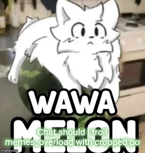 The Wawa Melon | Chat should i troll memes_overload with cropped po | image tagged in the wawa melon | made w/ Imgflip meme maker