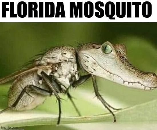 Florida Mosquito | FLORIDA MOSQUITO | image tagged in chrisjoines1 | made w/ Imgflip meme maker