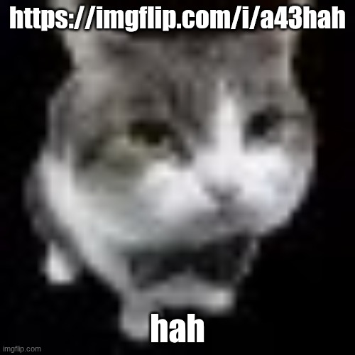 Le wawa cat | https://imgflip.com/i/a43hah; hah | image tagged in le wawa cat | made w/ Imgflip meme maker