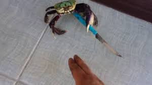 stabbo the crabbo Blank Meme Template