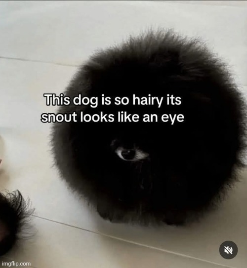 Biblically accurate dog | image tagged in memez | made w/ Imgflip meme maker
