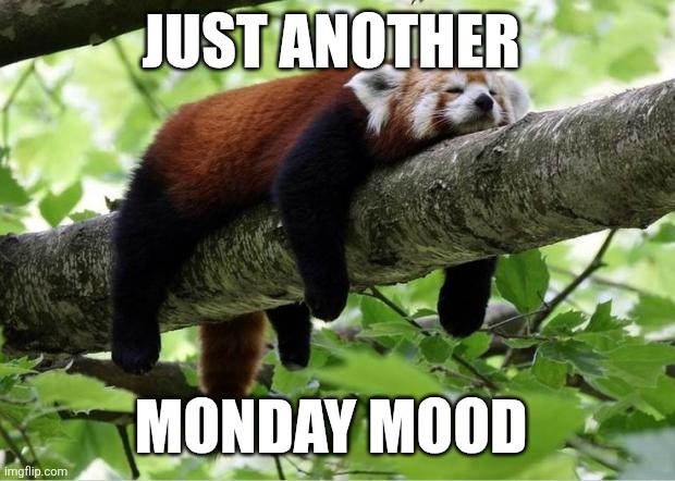 Monday Mood | JUST ANOTHER; MONDAY MOOD | image tagged in lazy red panda,funny memes | made w/ Imgflip meme maker