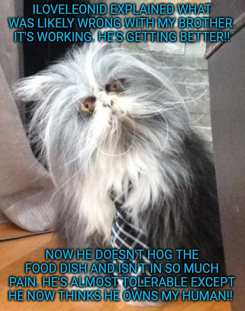 What the? | ILOVELEONID EXPLAINED WHAT WAS LIKELY WRONG WITH MY BROTHER. IT'S WORKING. HE'S GETTING BETTER!! NOW HE DOESN'T HOG THE FOOD DISH AND ISN'T  | image tagged in what the | made w/ Imgflip meme maker