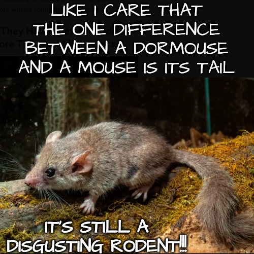 Ahh, so cute I think I'll slam it in a door jam | LIKE I CARE THAT THE ONE DIFFERENCE BETWEEN A DORMOUSE AND A MOUSE IS ITS TAIL; IT'S STILL A DISGUSTING RODENT!!! | image tagged in disgusting mice,no rodent is cute,get its tail out of my teeth | made w/ Imgflip meme maker