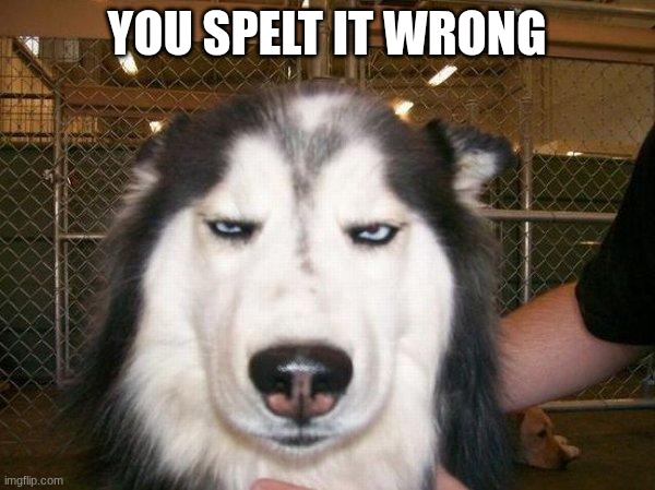 seriously_husky | YOU SPELT IT WRONG | image tagged in seriously_husky | made w/ Imgflip meme maker