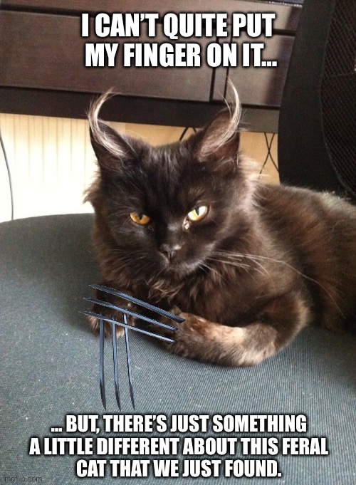 He answers to the name “Logan”… | I CAN’T QUITE PUT 
MY FINGER ON IT…; … BUT, THERE’S JUST SOMETHING 
A LITTLE DIFFERENT ABOUT THIS FERAL 
CAT THAT WE JUST FOUND. | image tagged in cats,feral,something different,wolverine,claws | made w/ Imgflip meme maker