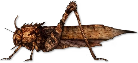 Giant Locust 2 Blank Meme Template