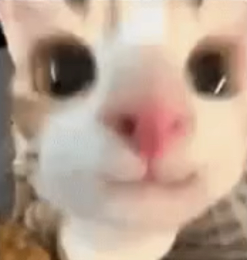 High Quality hai :3 Blank Meme Template