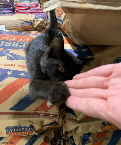 Hi five | made w/ Imgflip meme maker