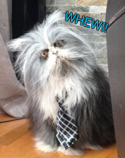 What the? | WHEW!! | image tagged in what the | made w/ Imgflip meme maker