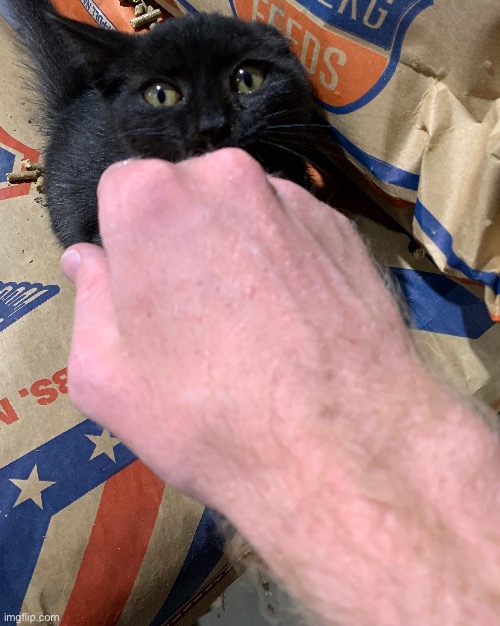 He’s almost as hairy as me | made w/ Imgflip meme maker
