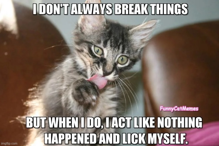 Acting Like Nothing Happened | image tagged in cats,funny cats,nothing to see here,kittens,cute kittens,mischief | made w/ Imgflip meme maker