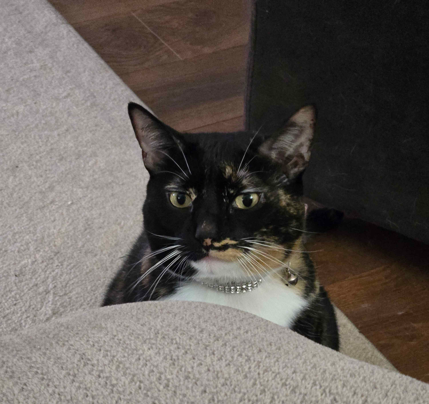 Judgemental Chloe Blank Meme Template