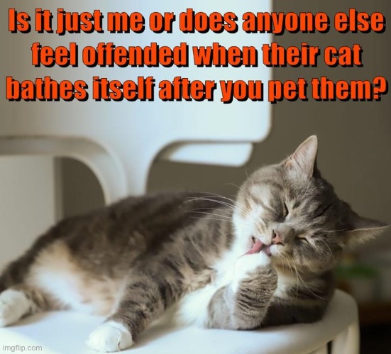 Offended | image tagged in cats,funny cat memes,bath,offended,petting,cooties | made w/ Imgflip meme maker
