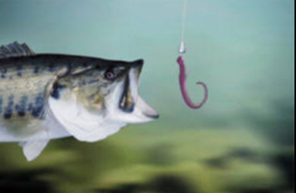 Fish Blank Meme Template