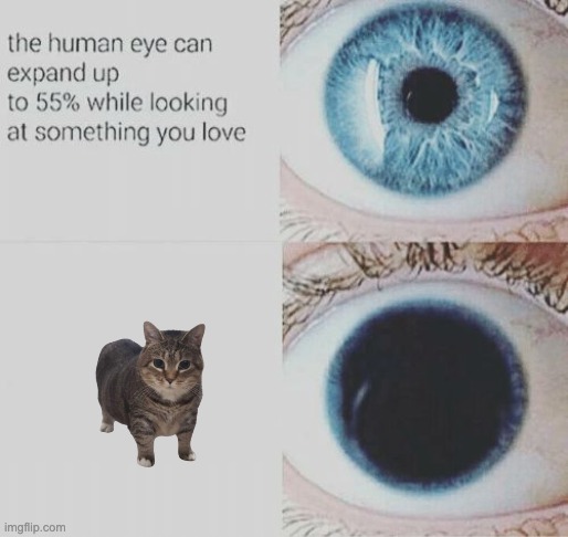 caaaaatts | image tagged in eye pupil expand | made w/ Imgflip meme maker