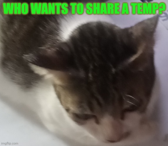 Thing of the day | WHO WANTS TO SHARE A TEMP? | image tagged in ming mong | made w/ Imgflip meme maker