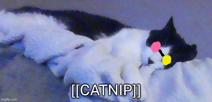 my cat's spamton fr | [[CATNIP]] | made w/ Imgflip meme maker