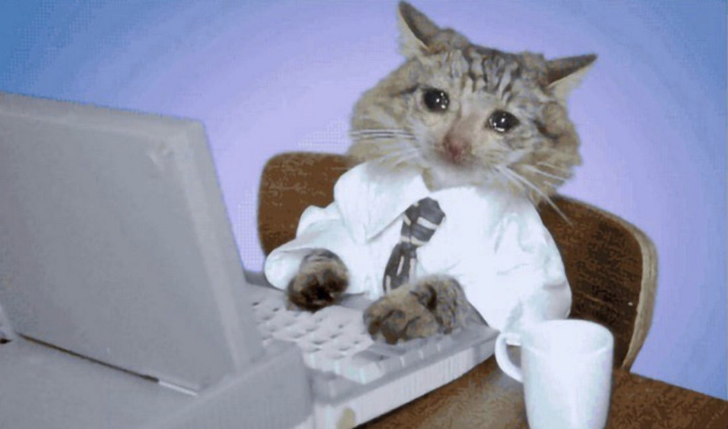 Sad Cat Working Computer Blank Meme Template