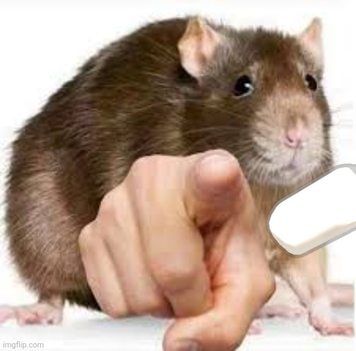 Pointing Rat | image tagged in pointing rat | made w/ Imgflip meme maker