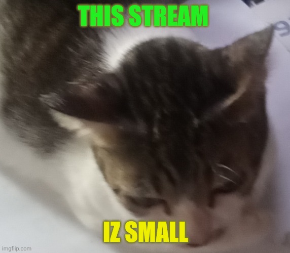 Ming mong | THIS STREAM; IZ SMALL | image tagged in ming mong | made w/ Imgflip meme maker