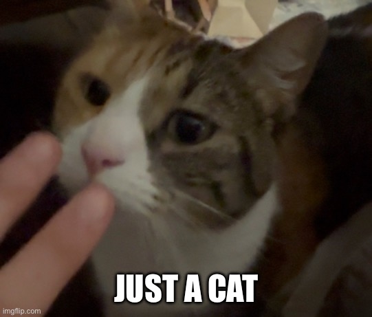 JUST A CAT | made w/ Imgflip meme maker