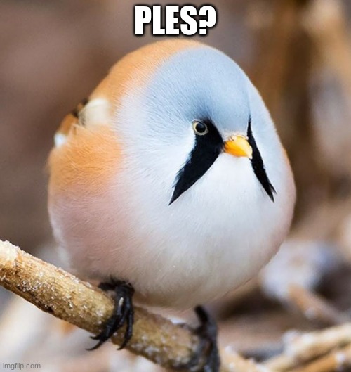 PLES? | image tagged in mmmmm borb | made w/ Imgflip meme maker