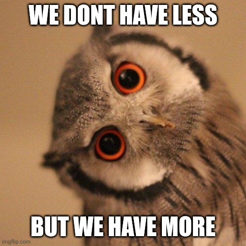 inquisitve owl | WE DONT HAVE LESS BUT WE HAVE MORE | image tagged in inquisitve owl | made w/ Imgflip meme maker