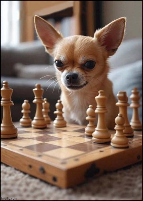 Where's The Rest Of The Board ? | image tagged in dogs,chess,sore loser | made w/ Imgflip meme maker