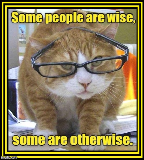 Wisdom or Whizz Dumb | image tagged in vince vance,cats,glasses,words of wisdom,wise,otherwise | made w/ Imgflip meme maker