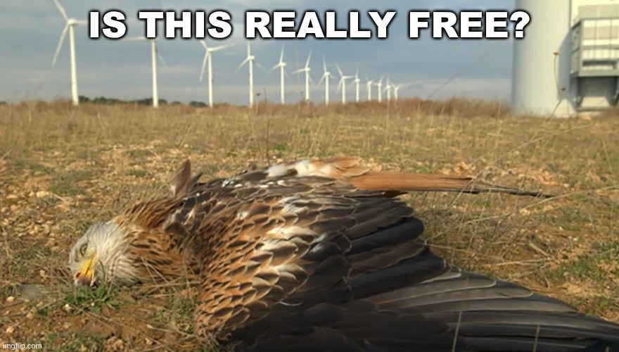 IS THIS REALLY FREE? | made w/ Imgflip meme maker