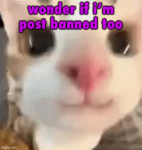 hai :3 | wonder if i’m post banned too | image tagged in hai 3 | made w/ Imgflip meme maker