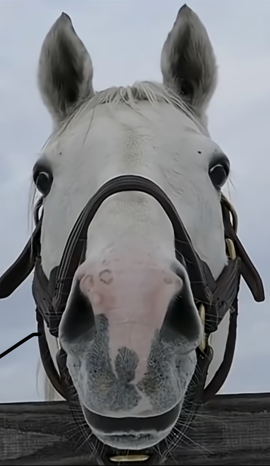 Goldship Stare Blank Meme Template