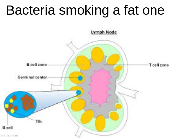 Bacteria smoking a fat one | made w/ Imgflip meme maker