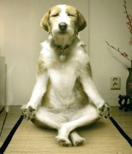 Premium Photo  Funny yoga dog Calm pose meditate Generate Ai