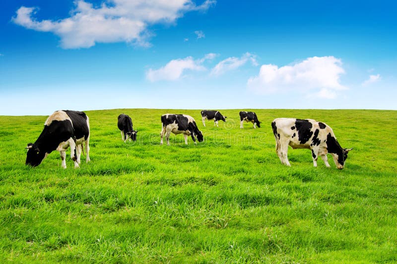 Cows in field Blank Meme Template