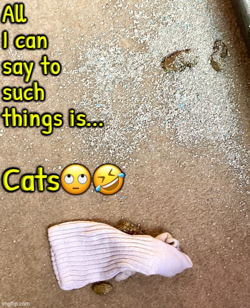 All I Can Say | All I can say to such things is... Cats🙄🤣 | image tagged in cats,funny cats,poop,mess,and that's all i have to say about that,scumbags | made w/ Imgflip meme maker