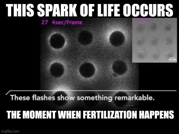 Fertilization | THIS SPARK OF LIFE OCCURS THE MOMENT WHEN FERTILIZATION HAPPENS | image tagged in fertilization | made w/ Imgflip meme maker
