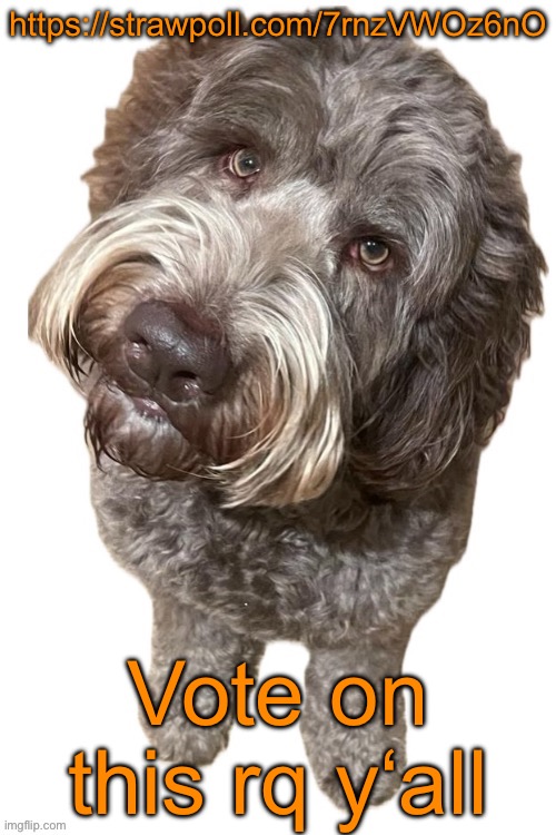 https://strawpoll.com/7rnzVWOz6nO | https://strawpoll.com/7rnzVWOz6nO; Vote on this rq y‘all | image tagged in norther's dog | made w/ Imgflip meme maker