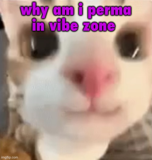 i didn’t do shit | why am i perma in vibe zone | image tagged in hai 3 | made w/ Imgflip meme maker
