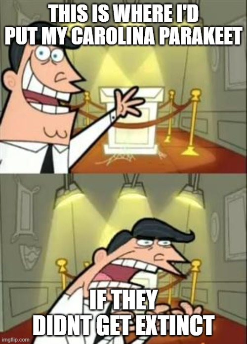 carolina parakeet meme | THIS IS WHERE I'D PUT MY CAROLINA PARAKEET; IF THEY DIDNT GET EXTINCT | image tagged in memes,this is where i'd put my trophy if i had one,extinction | made w/ Imgflip meme maker